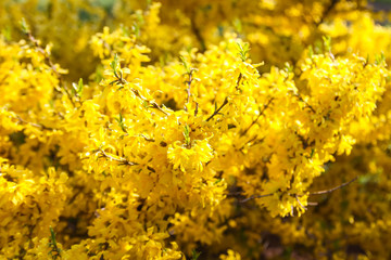 Blooming forsythia spring yellow beautiful bright flowers