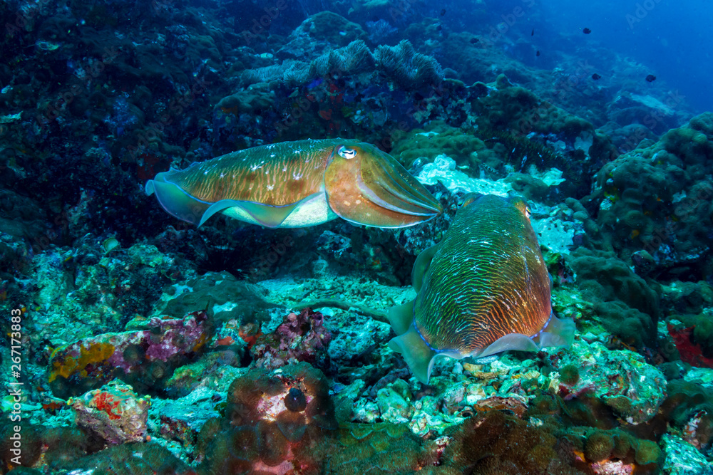 A pair of Cuttlefish on a murky, dark coral reef (Black Rock, Mergui Archipelago, Myanmar) - obrazy, fototapety, plakaty 