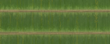 Green Bamboo Texture Background