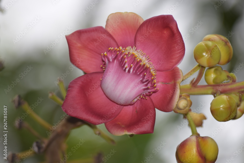 Cannonball tree flower - Naga Linga or Shiva Linga tree flower Stock ...
