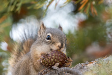 Squirrel Eating A Pine Cone In Yellowstone National Park In United States Of America