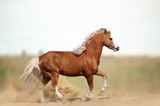 Fototapeta Konie - Welsh pony stallion in the field