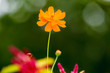 Single orange flower in garden