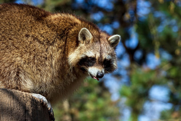 Portrait of adult female common raccoon