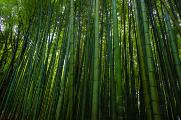  Green bamboo forest with sun light in morning