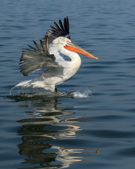 Wall Mural - dalmatain pelican landing on lake kerkini showing refection in the water.