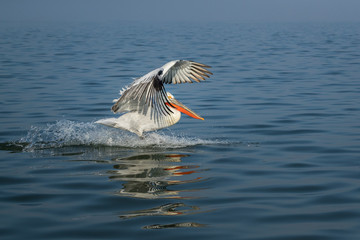 Wall Mural - dalmatain pelican landing on lake kerkini showing refection in the water.