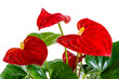 Isolated red anthurium flower blossom