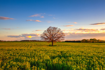 Wall Mural - Memorable lonely tree at sunset, Czech Republic