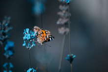 Orange Butterfly On Blue Flowers On An Blur Background