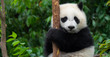Giant Panda bear baby cub sitting in tree in China Close-up