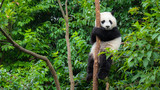 Giant Panda bear baby cub sitting in tree in China