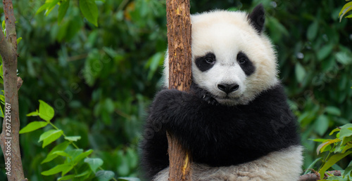Fotografía Giant Panda bear baby cub sitting in tree in China Close-up