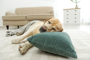 Sticker - Yellow labrador retriever with pillow lying on floor indoors