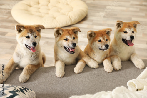buy akita inu puppy