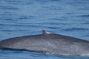 Blue whale from Mirissa Sri Lanka showing its dorsal fin; dorsal fin of a blue whale; largest animal on earth