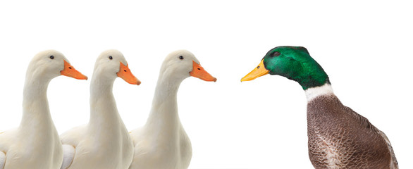 Wall Mural -  portraits ducks isolated on white