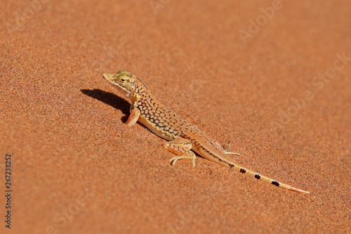 A shovel-snouted lizard (Meroles anchietae) on a sand dune, Namib desert, Namibia Poster Mural XXL