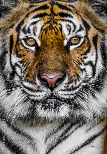 Dekoracja na wymiar  tygrys-z-dramatycznym-tonem