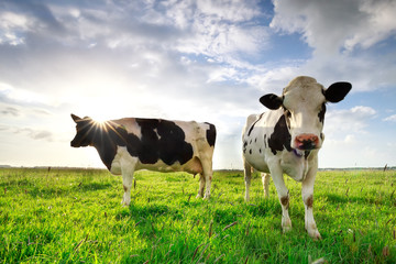 sunshine over cows on green summer pasture