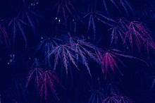 Neon Color Leaves. Creative Purple Leaves Layout. Supernatural Concept.