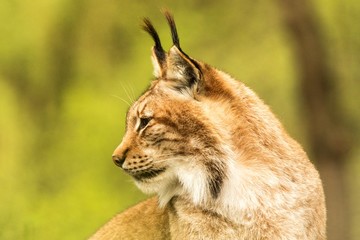 Wall Mural - Close up portrait of European Lynx resting in spring landscape in natural forest habitat, lives in forests, taiga, steppe and tundra, animal in captivity, zoo