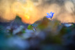 Hepatica flower in the natural environment during sunset