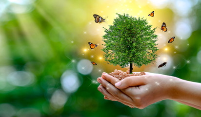 environment earth day in the hands of trees growing seedlings. bokeh green background female hand ho