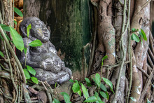 The Buddha Statue In A Shrine Covered With Trees With Creepers.