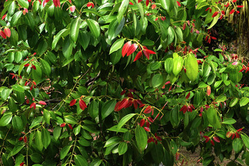 branch of a tree