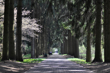 Sunny day at the wood park. Beautiful shadows from the trees on the path.