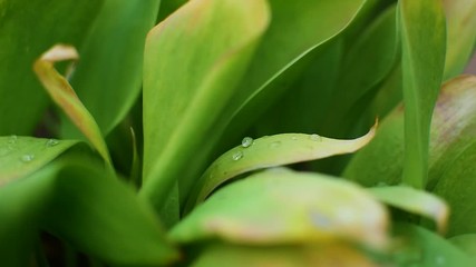 Wall Mural - Macro shot of green leaves with drops of dew water over. Rain, forest, purity.