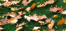 Autumn Yellow Oak And Maple Leaves On Green Grass