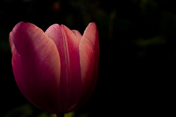 Tulip spring flower close-up macro photography