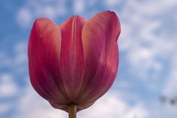 Tulip spring flower close-up macro photography