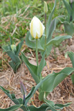 Fototapeta Tulipany - White tulip flower with green leaves in garden. Cultivar Purissima from Fosteriana Group