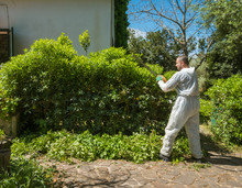Man Trimming An Hedge