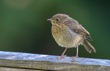 Wall Mural - Fledgling Robin