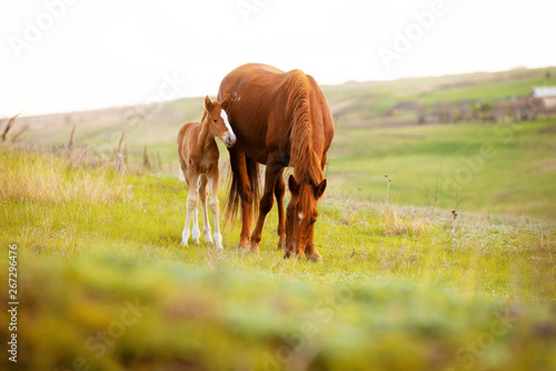 Fotografía Close up photo of a little foal and his mom horse eating grass in field