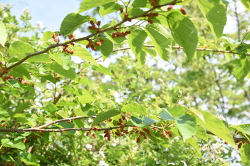 Sticker - Mulberry berries / The leaves are silkworm bait.