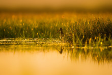 Common Snipe With Wonderful Light. Wetland Nature Background. Bird: Common Snipe. Gallinago Gallinago.