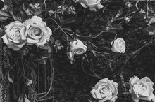 Beautiful Vintage Roses Is A Picture Of A Black Rose Beautiful Patterns For Making Various Media