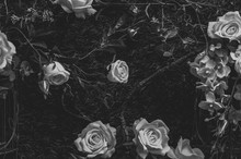 Beautiful Vintage Roses Is A Picture Of A Black Rose Beautiful Patterns For Making Various Media
