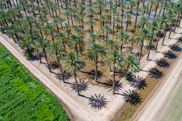 Wall Mural - Yuma Palm Trees