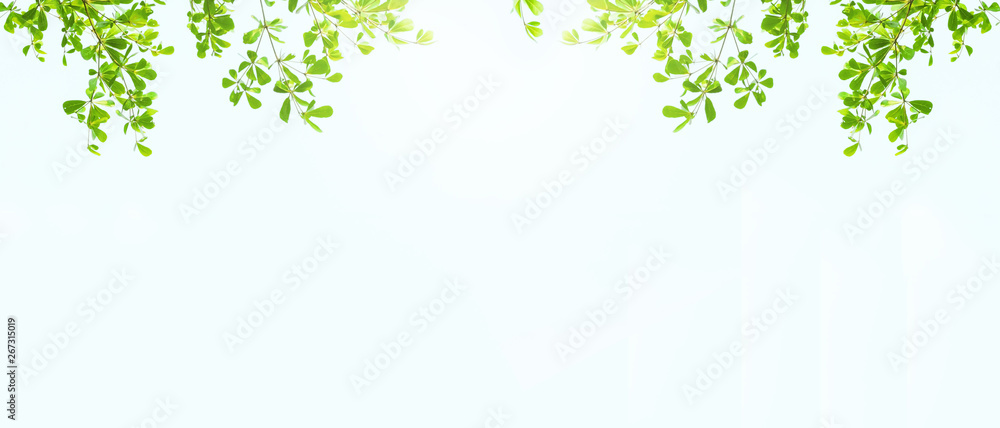 Earth Day concept: green leaves and branches on white background for abstract texture environment nature - obrazy, fototapety, plakaty 