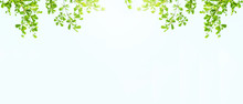 Earth Day Concept: Green Leaves And Branches On White Background For Abstract Texture Environment Nature