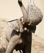 札幌円山動物園で人気のアジア象