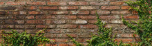 Vine On Wall Brick Background Texture Red Old Vintage Grunge