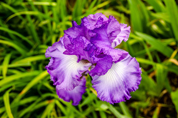 Sticker - Purple and White Iris