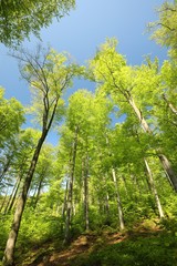 Wall Mural - Spring beech forest against the blue sky